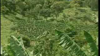 Café agroecológico e orgânico na agricultura familiar  Dia de Campo na TV [upl. by Hilaire]