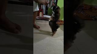 Adorable Shih Tzu Puppy cute shihtzu puppy goapets [upl. by Mikahs199]