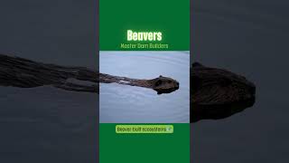 Beavers Master Dam Builders [upl. by Retsevlys]