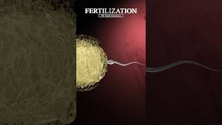 Fertilization When a Sperm Meets an Egg fertilization shorts [upl. by Berti348]