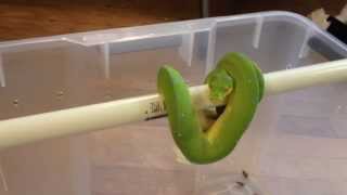 How to house an adult Green Tree Python Morelia Viridis [upl. by Aticnemrac]