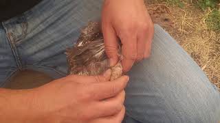 Fixing a Slipped Tendon on a Baby Turkey [upl. by Jenny748]