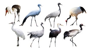 8 Species of Crane Birds  Family Gruidae Genus Grus [upl. by Ellehcrad]