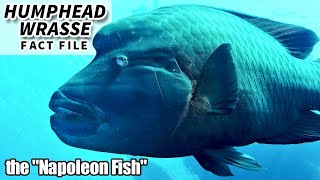 Humphead Wrasse Facts the NAPOLEON fish  Animal Fact Files [upl. by Larissa438]