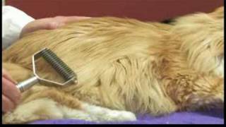 Cat Health Care Tips  How to Treat a Cat for Matted Fur [upl. by Tenrag]