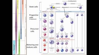 hematopoiesis theory [upl. by Aribold468]