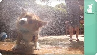 Cute Corgi and Huge Newfoundland Swimming  Dogs at Play [upl. by Elbag767]