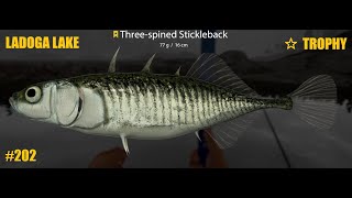 Russian Fishing 4 Ladoga lake trophy 3 spined Stickleback T202 [upl. by Gweneth40]