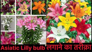 अक्टूबर के महीनें में लगाईय लिली के बल्ब II How to grow amp care Lilly flower [upl. by Ardnaxila]