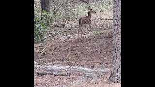 Whitetailed deer fawn 2 [upl. by Malinin745]