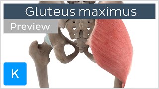 Functions of the gluteus maximus muscle preview  3D Human Anatomy  Kenhub [upl. by Aldas841]