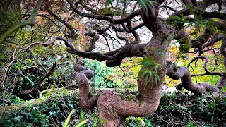 Exceptional 70 year old Acer palmatum dissectum pruned late June in Kirkland WA japanesemaple [upl. by Joey]