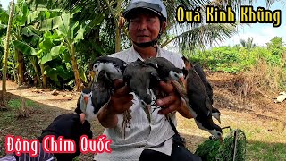 1 Bầy Chim Quốc Đá Lục Liên Tục Quá Sướng  Đam Mê Săn Bắt [upl. by Orsini128]