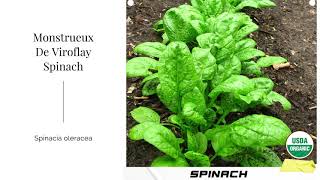 Monstrueux De Viroflay Spinach Seeds French Spinacia oleracea Organic Garden Non GMO Heirloom USA [upl. by Robbyn]