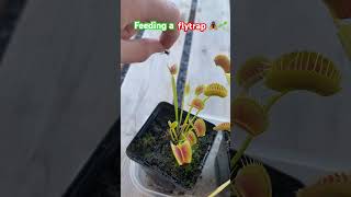 Feeding a flytrapcarnivorousplants plants carnivorous [upl. by Breeze]