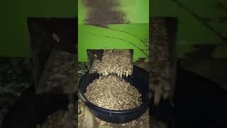 tharesar munphalitractor video latestagriculturetractorfarming shortMungphali Duggartractor [upl. by Moyer741]