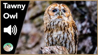 Tawny Owl  Sounds [upl. by Melvin]