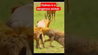 Hyène is à very dangerous animal wildlife hyena lion giraffe gira [upl. by Aniad430]