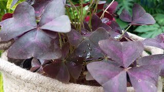 oxalis plant and triangularis how to grow propagation tips 🌿 [upl. by Rasaec228]