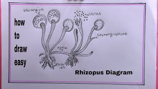 how to draw RhizopusRhizopus Diagram Drawing [upl. by Dulcie]