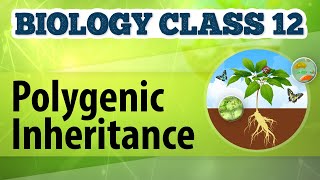 Polygenic Inheritance  Genetic Basis of Inheritance  Biology Class 12 [upl. by Yror]