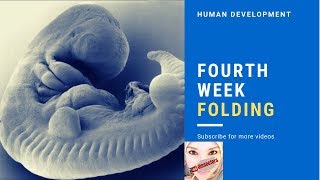 Medical embryology  Folding [upl. by Alekram371]