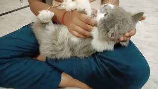 cat deworming l how to deworming cats and kittens l symptoms of cats worm 🐛 🪱 l cat deworming l [upl. by Spieler807]