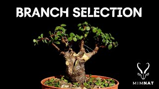 Branch selection  SpekboomDwarf Jade bonsai grown from a cutting [upl. by Fried]