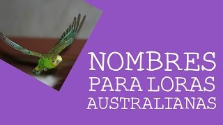 Nombres para loros australianos  Hembras [upl. by Belsky]