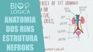 BIO LÓGICA ANATOMIA DOS RINS E ESTRUTURA DO NÉFRON  SISTEMA URINARIO [upl. by Fawcett]