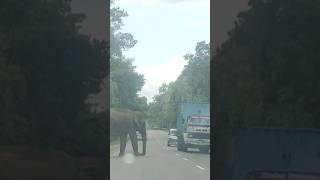 අලි කරදර🐘🐘🐘Watch until end elephanthabarana elephantattack2024 trending subscribe viral top [upl. by Ibbetson]