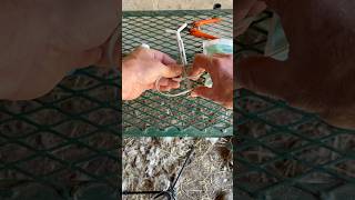 How to prep a cidr for goats and sheep babygoats breeding heat ewe goats farming tothepoint [upl. by Ettenej]