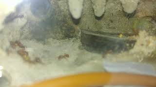 Pogonomyrmex occidentalis colony Growing super fast [upl. by Leund]