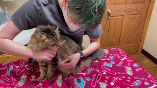 How To Brush Long Hair Cats  Brushing Out Mats [upl. by Aniroz86]