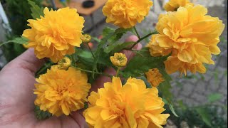 Caring and Propagating Kerria Japonica Ranunkelstrauch [upl. by Tnomad]