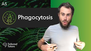 Phagocytosis  A Level Biology Tutorial  OCR [upl. by O'Donovan160]