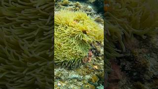 El Nido Palawan Snorkeling travel philippines elnidopalawan kmjs [upl. by Ambert]