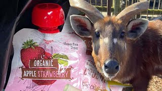 Rare Antelope Chokes to Death on Squeezable Pouch at Zoo [upl. by Nagey]