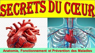 Lanatomie du Coeur Tout comprendre sur le fonctionnement du Coeur [upl. by Ardine]