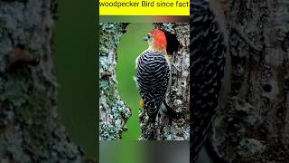 How woodpeckers survive 1400 g forse😱shorts [upl. by Attenoj]