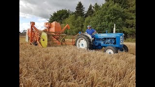 Fordson Super Major with Dronningborg D600 harvester Behind Barley Harvest 2017 [upl. by Calvano659]