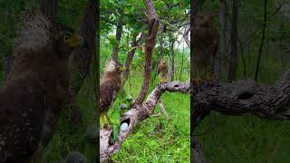 Two gray eagles and three parrotsbird eagle love nature beautiful animals nature eggs [upl. by Chet]