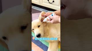 Be sure to clean up the dogs ear drops and ear drops use simple convenient to use how to wash th [upl. by Erialc]