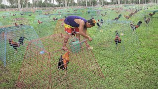 Genius Farming Techniques to Breed Thousand of Elite Roosters [upl. by Wailoo]