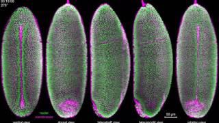 mRNA transcription sites in early Drosophila embryo [upl. by Akitahs]