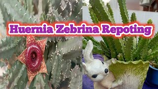 Stapelia RepotingHuernia ZebrinaSoil MixtureCare Tips स्टेपलिया के लिए कैसी मिट्टी तैयार करें [upl. by Kaplan]