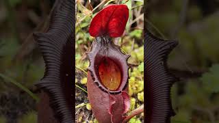 LA PLANTA CARNÍVORA MÁS GRANDE DEL MUNDO  Nepenthes rajah [upl. by Seiden]