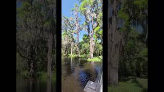 Magnolia Plantation and Gardens Charleston South Carolina [upl. by Neirbo]