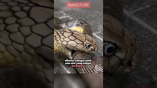 FAKTA MENARIK dari King Cobra [upl. by Elreath]