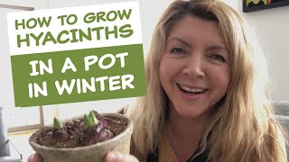 How to Grow Hyacinths in a Pot in Winter [upl. by Teerpnam91]